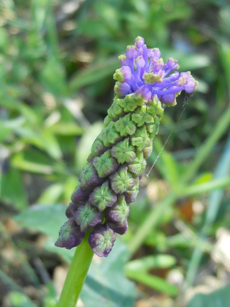 Muscari comosum